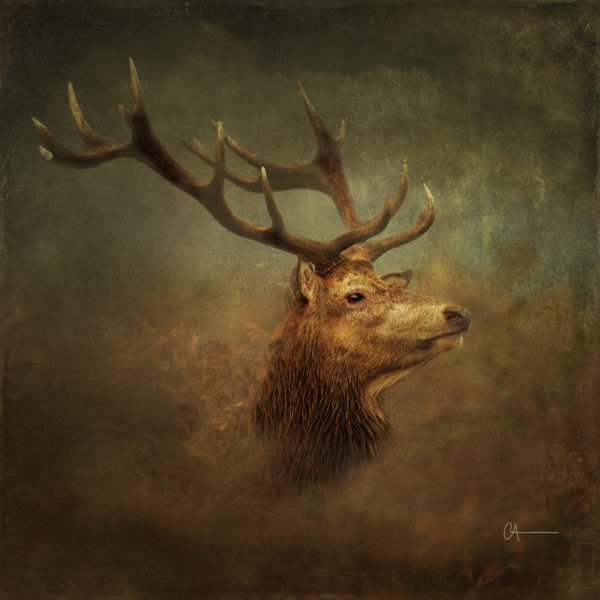 Close up of a red deer stag in the mist