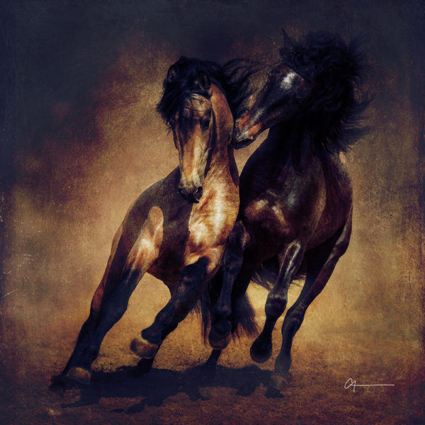 Red-gray Spanish stallion play with dun Spanish stallion